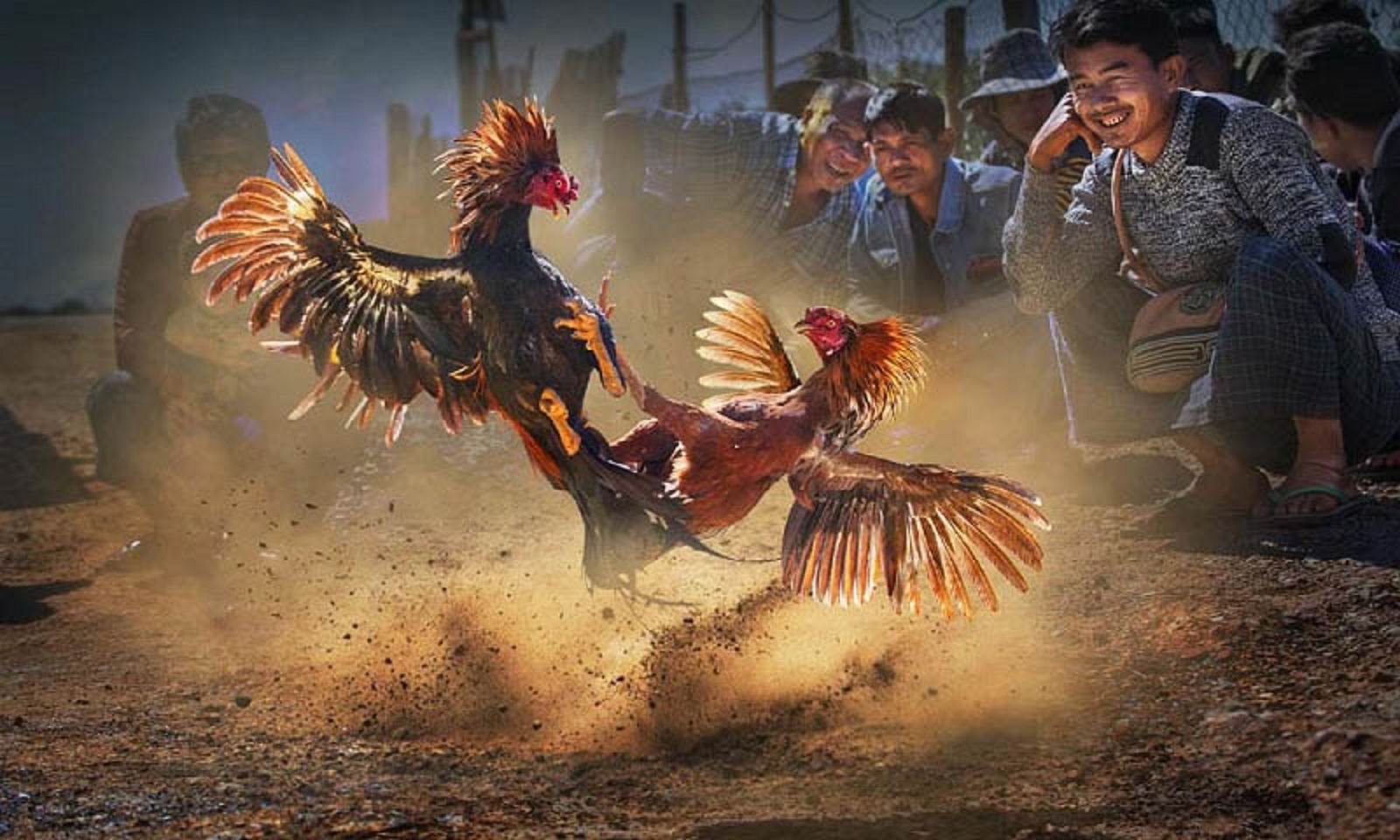 Lý do nên chơi đá gà cựa dao nhà cái QH88