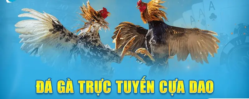 Các câu hỏi thường gặp về đá gà cựa dao nhà cái QH88
