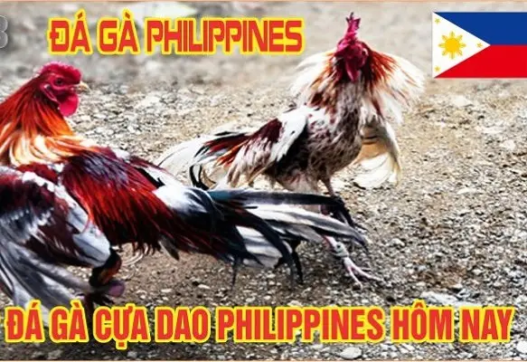 đá gà philippines nhà cái QH88