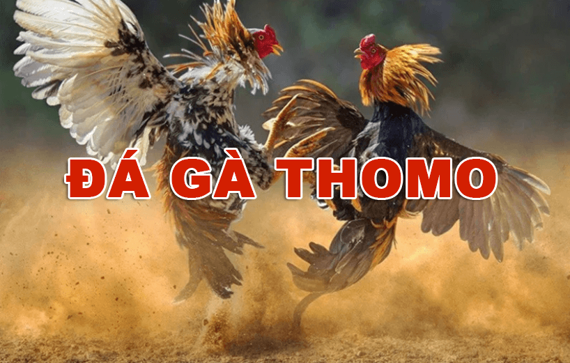 đá gà thomo nhà cái QH88