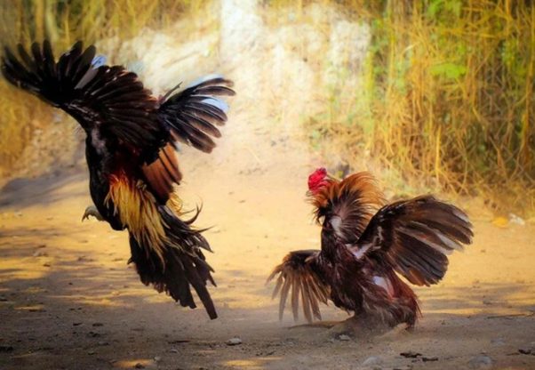 Lợi ích khi chơi đá gà thomo nhà cái QH88