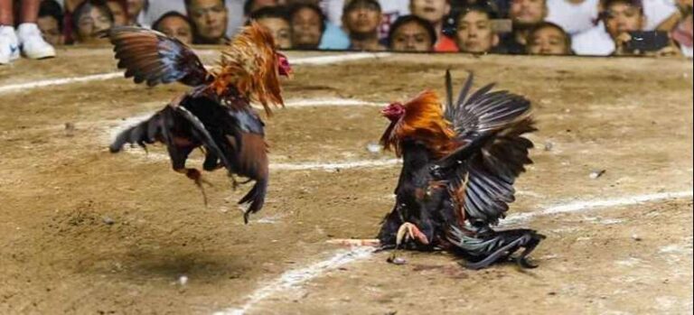 Câu hỏi thường gặp về đá gà thomo nhà cái QH88
