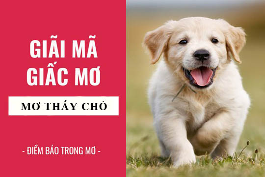 nằm mơ thấy chó đánh lô con gì