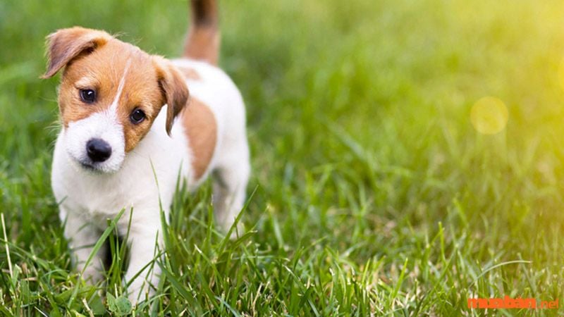 Các biểu tượng ý nghĩa trong nằm mơ thấy chó đánh lô con gì