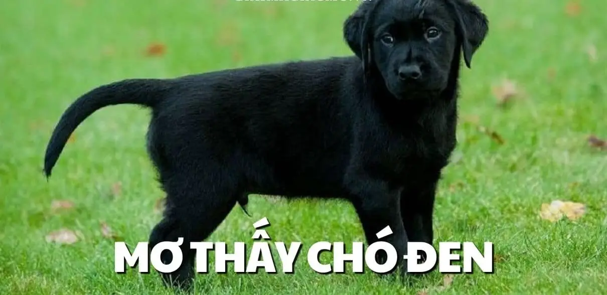 Giải mã việc nằm mơ thấy chó đánh lô con gì?